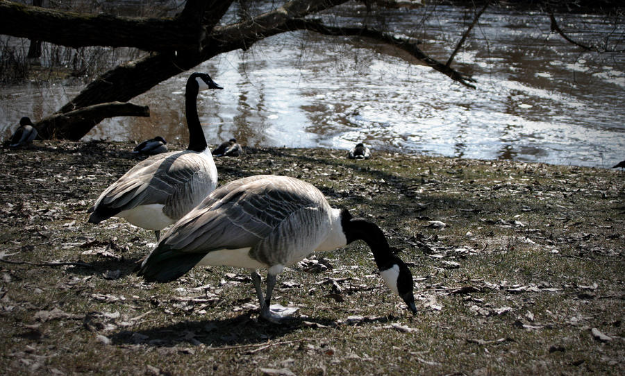 mr and mrs goose