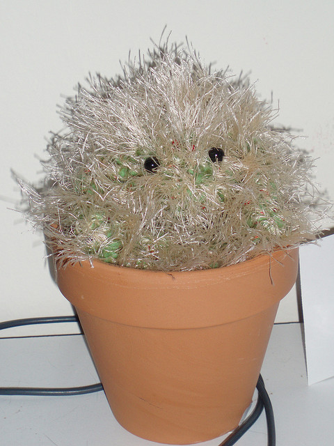 Claude the Cactus