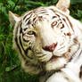 white bengal tiger