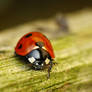 Ladybug 4