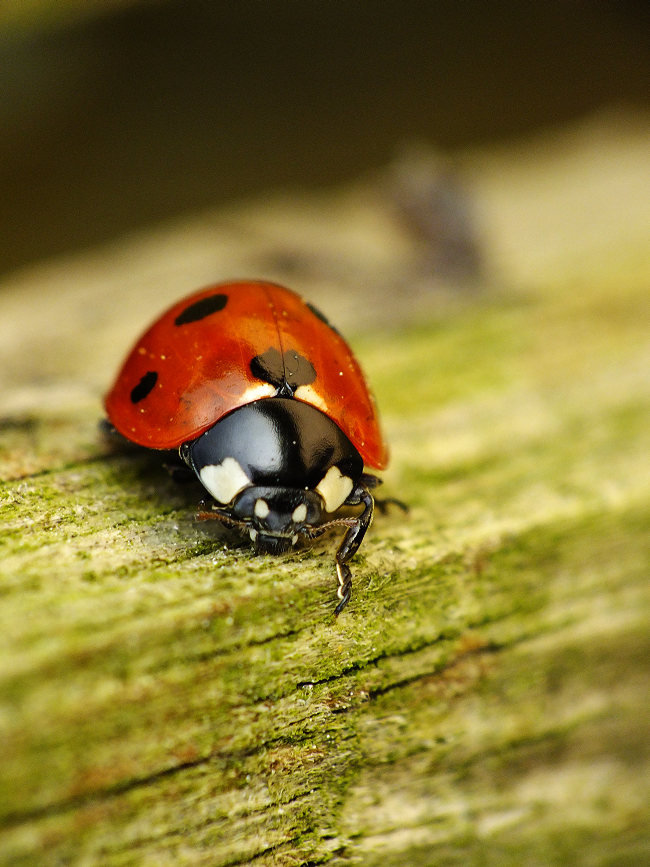 Ladybug 4