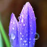 Droplets crocus