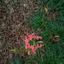 red spider lily