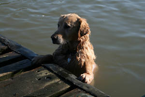 Dog bathing in the Thames