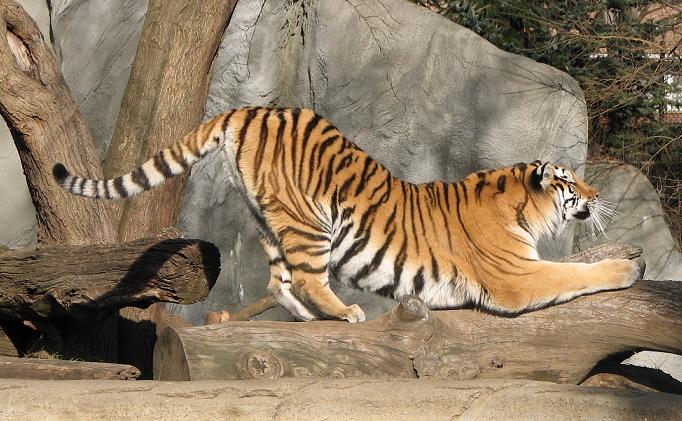 Stretching Tiger