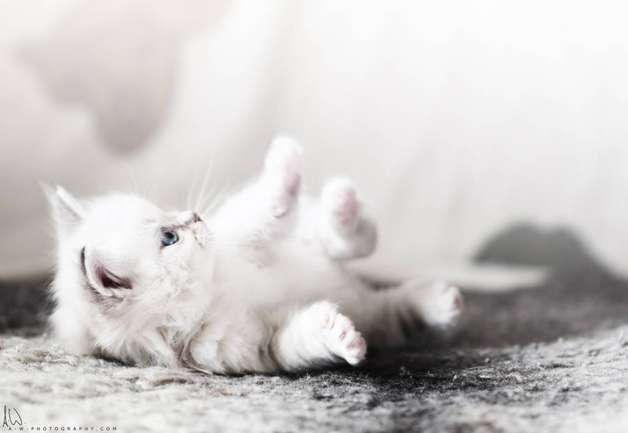 .baby. by awphotoart