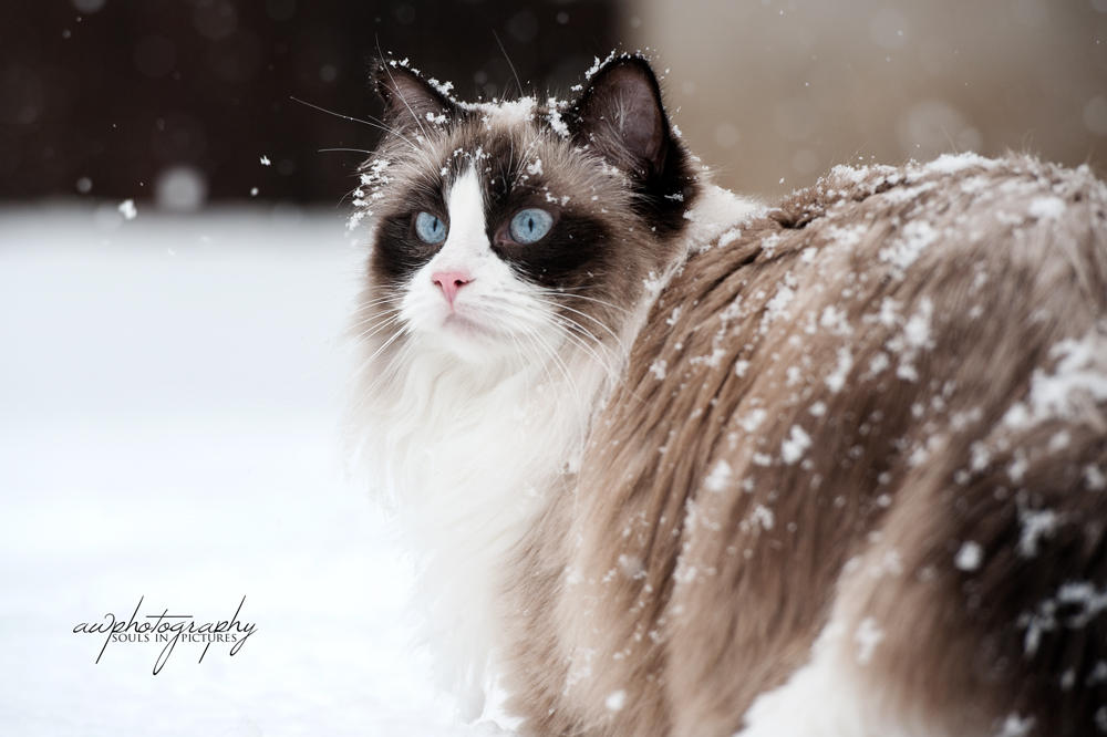 snowy lou II by awphotoart