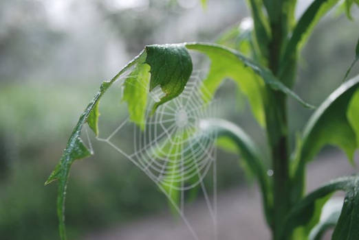 Dewy Web