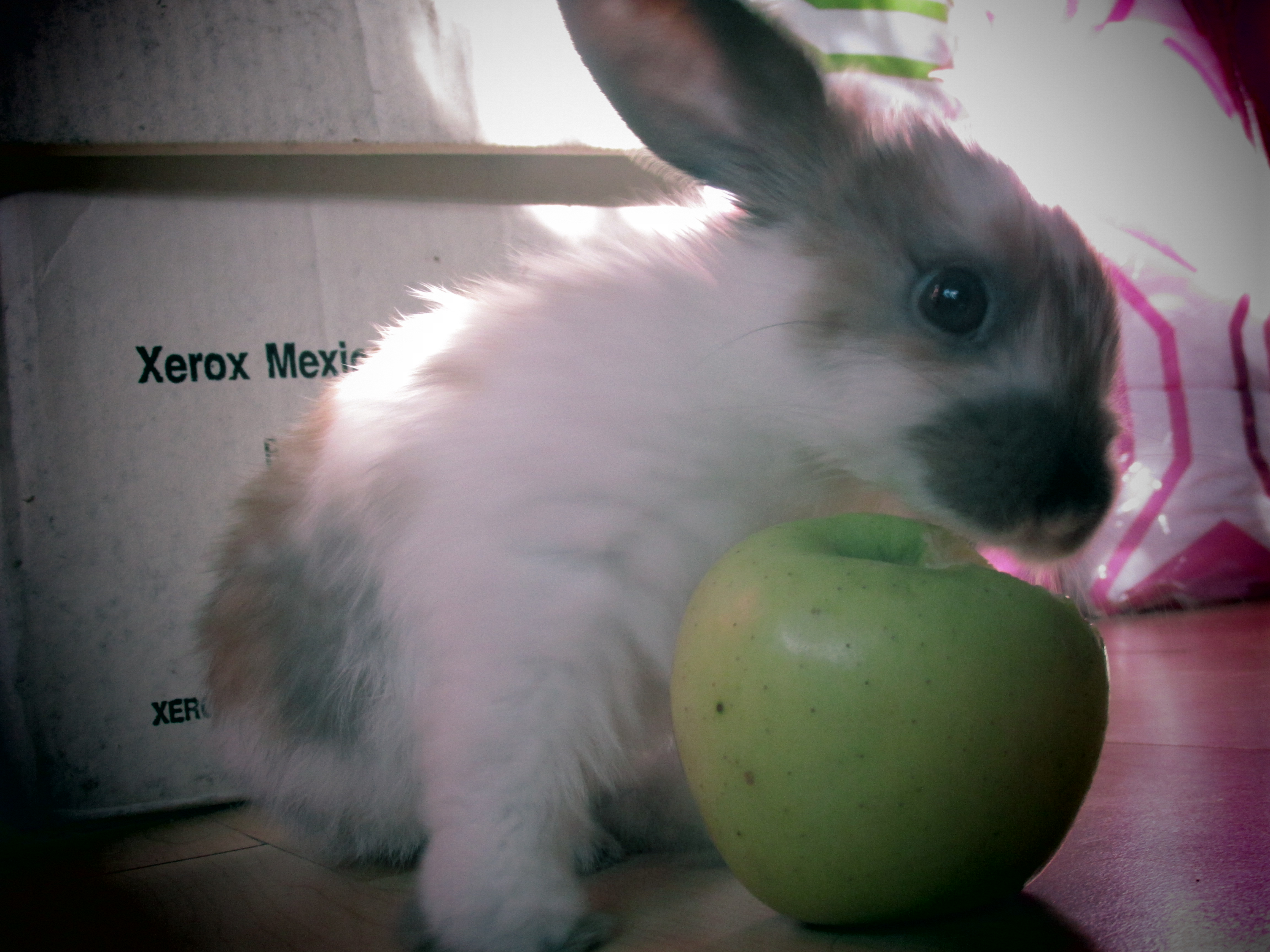 Its my apple!