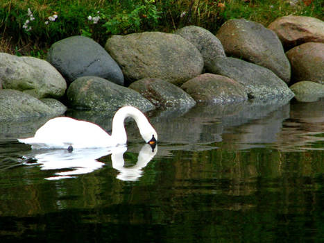 Swan lake