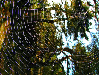 Spider web by daliahme