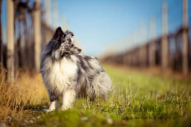 Week 16  blue merle