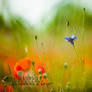 Week 21 - cornflower in a poppy field