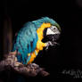 Week 28 - Parrot