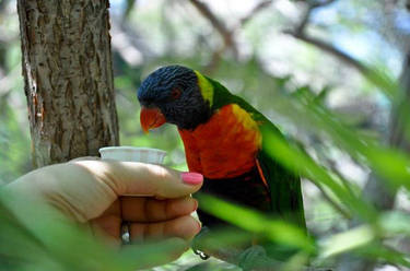 Lorikeet Love