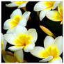 Yellow Flowers