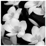 Black and White