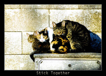 Stick Together