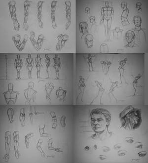 Sketches anatomy