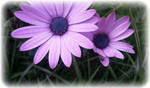 Violet daisy by Waldorfianknight