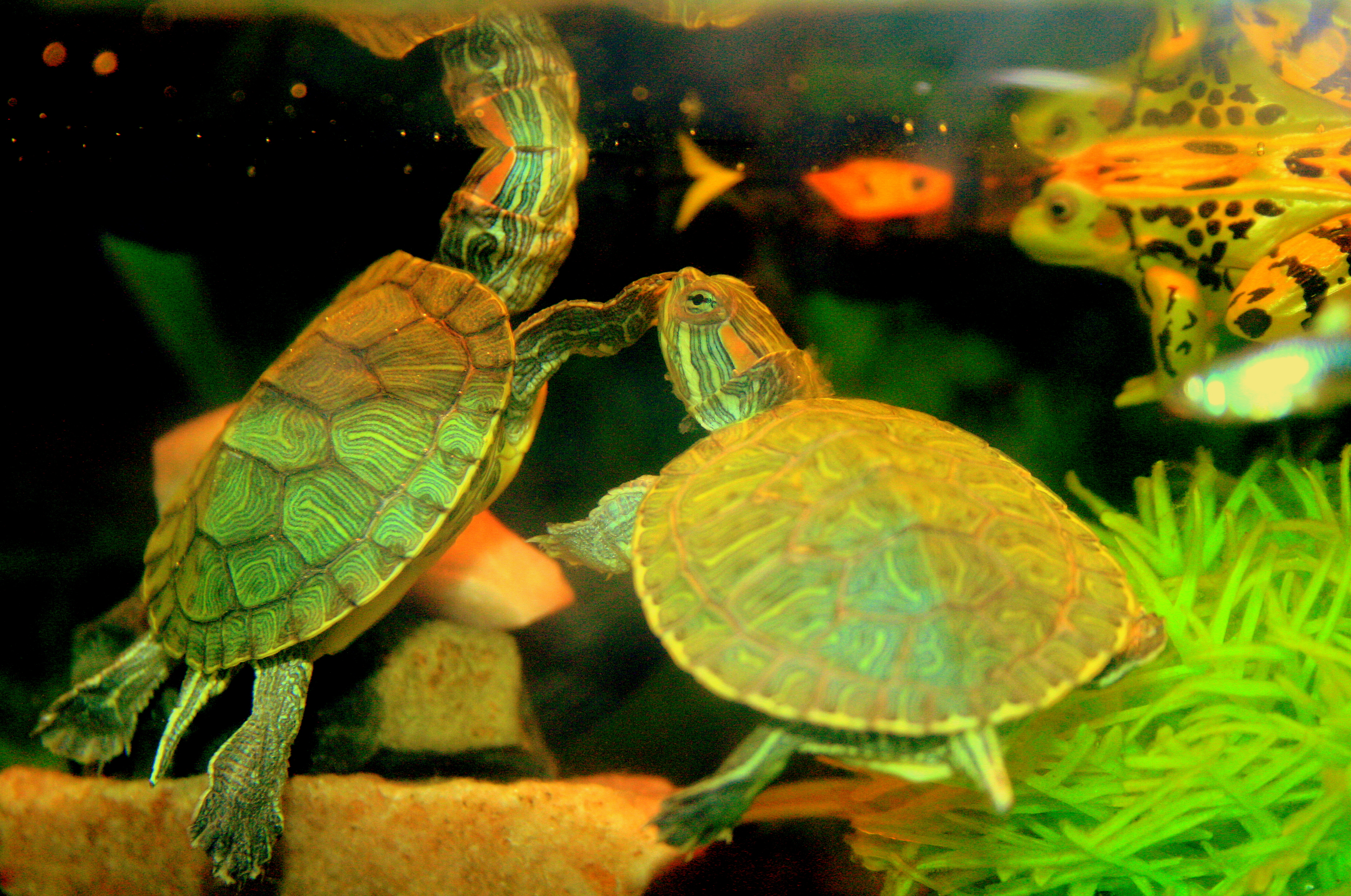 Сколько раз в день кормят черепах. Красноухая черепаха. Маленькие красноухие Черепашки. Черепашки водные домашние маленькие. Виды водных черепах.
