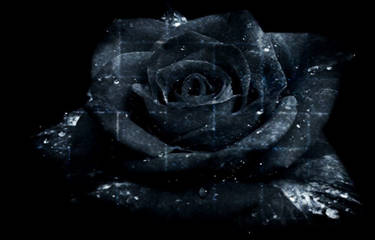 Dark Rose