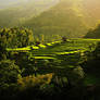 Rice terrace rising