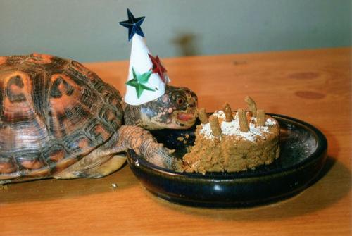 A Turtle's Birthday