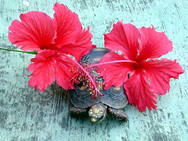 Adorned in Red Flowers