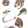 Birds of prey study