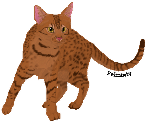 Ocicat: Felinisity