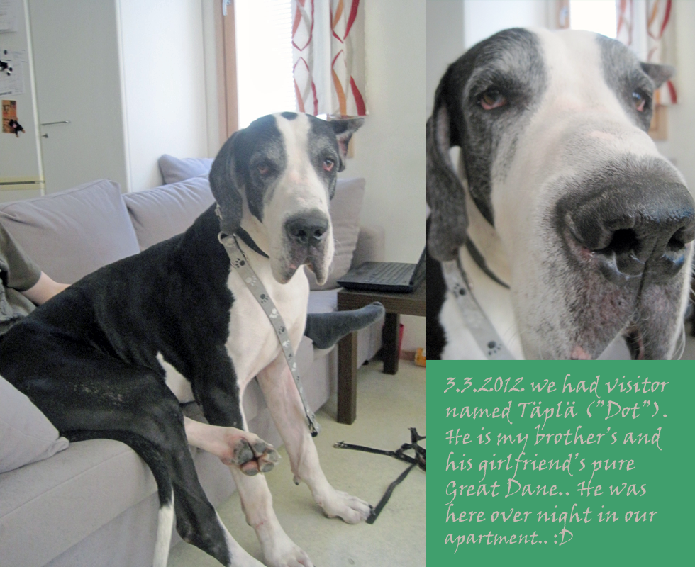 Great Dane In Apartment By Williamnakki On Deviantart Great Dane In Apartment By Williamnakki