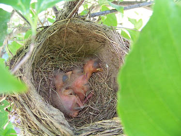 SpringTime Babies