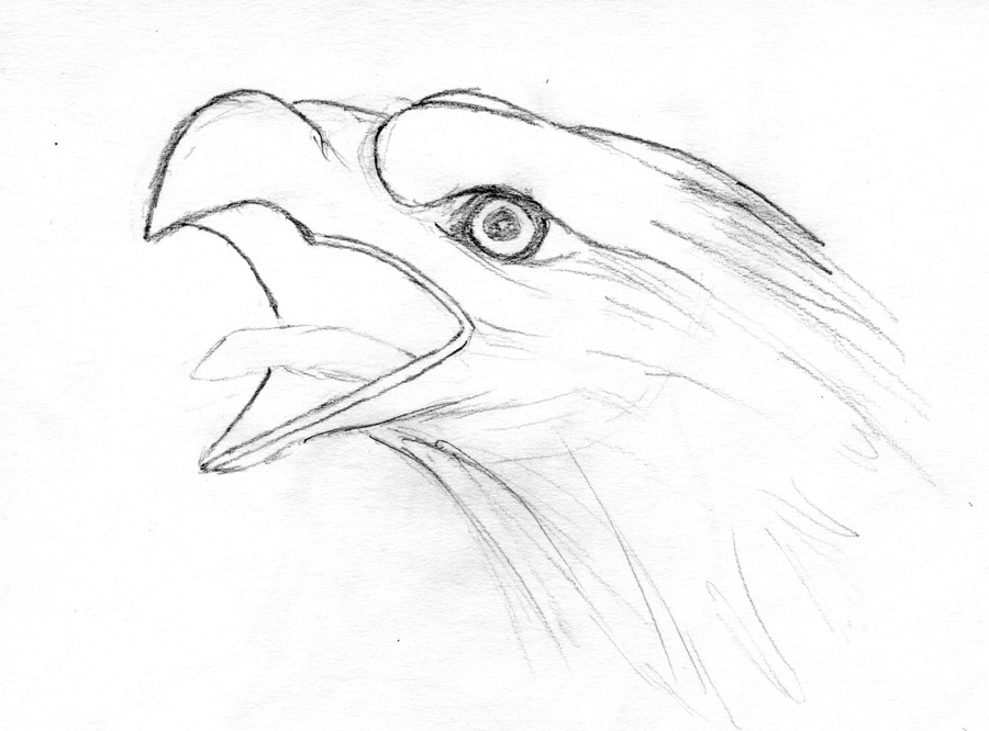 Eagle.