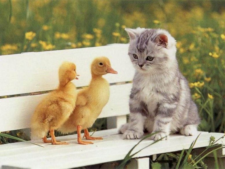 kitten + duck friend