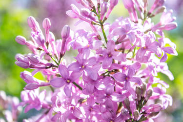 Lilacs