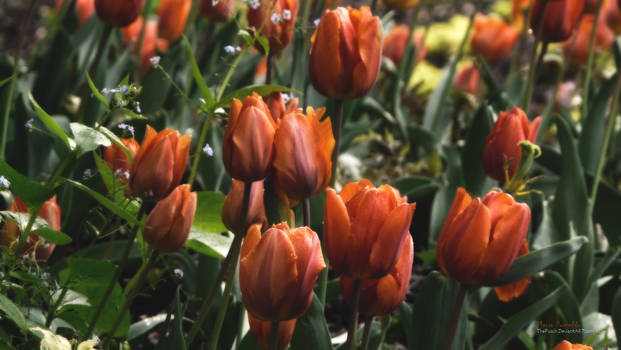 tulips