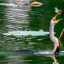 A darter, fish hunter