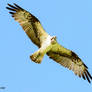 Osprey in flight