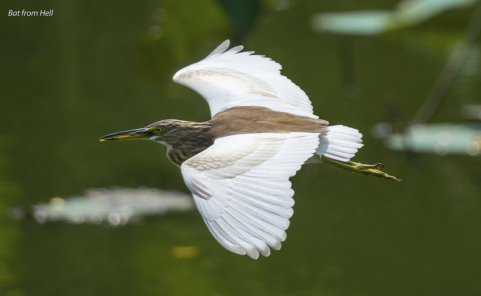 Chinese Pond Heron in flight