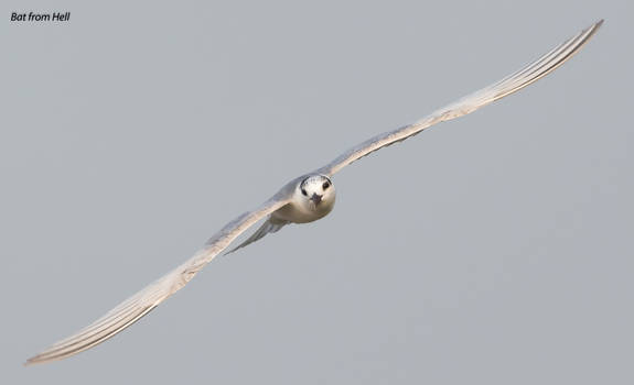 Common tern in flight