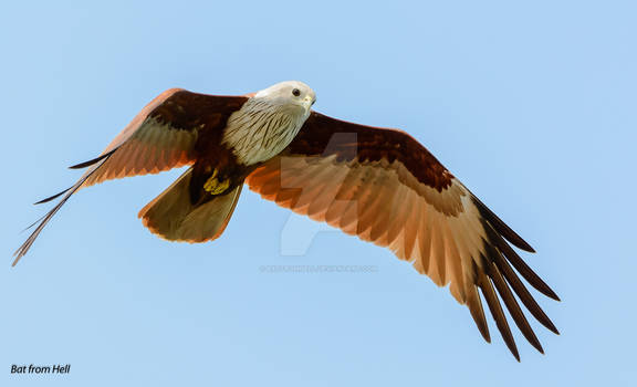 brahminy kite i n flight