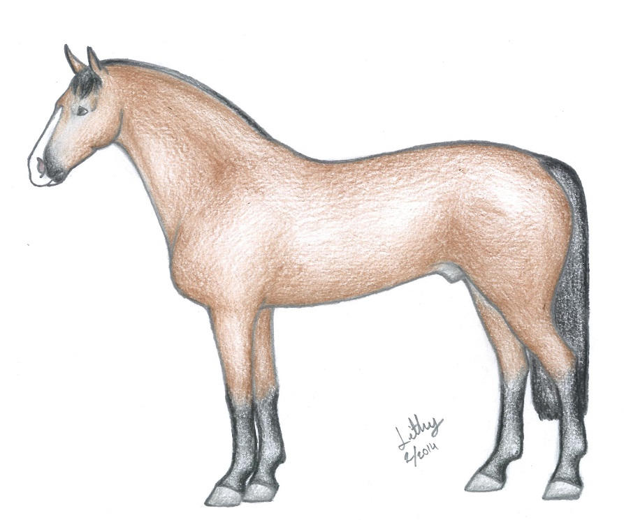 Ironside K Ref By VirtualLithy On DeviantArt