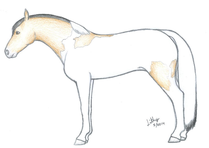 Ambers Old Ref By VirtualLithy On DeviantArt