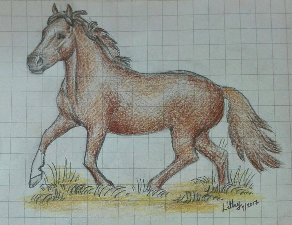 Welsh Mountain Mare By VirtualLithy On DeviantArt