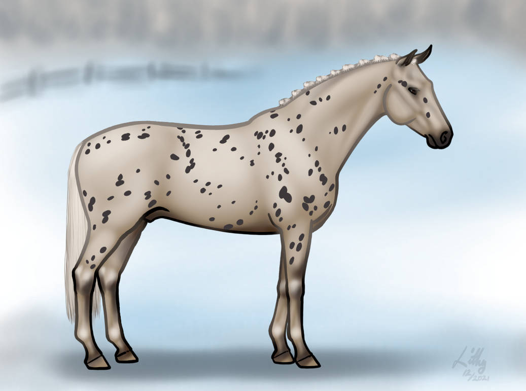 Knabstrupper Stallion By VirtualLithy On DeviantArt