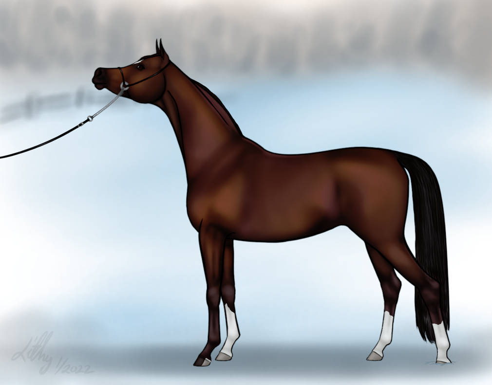 Bay Arabian By VirtualLithy On DeviantArt