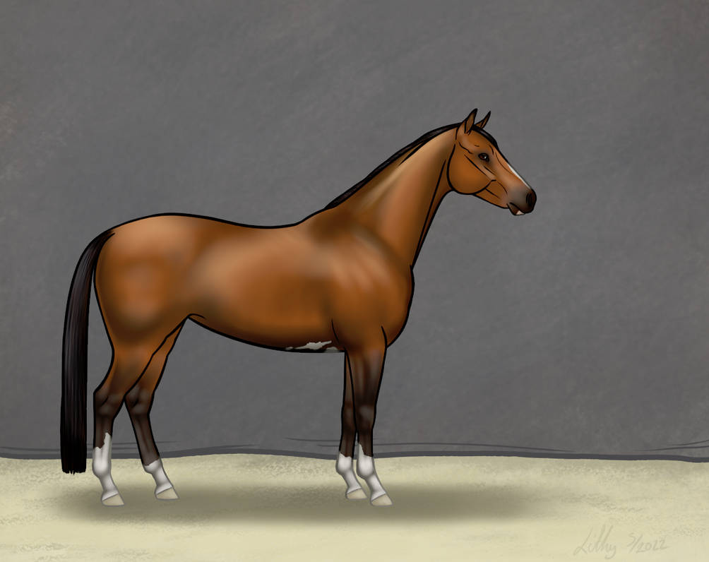 Welsh Part Bred By VirtualLithy On DeviantArt