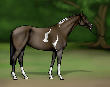 Smoky black tobiano