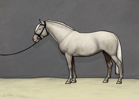 Cremello finnhorse